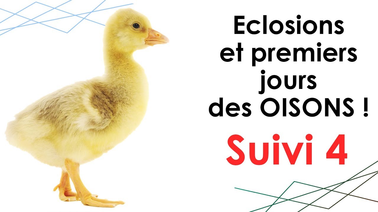 OISONS : suivi n°4 - ÉCLOSIONS et PREMIÈRES HEURES !