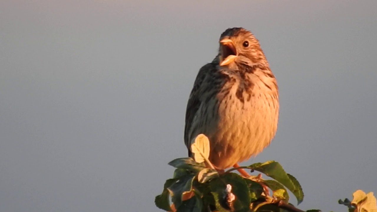 Potrzeszcz , Corn Bunting ,  (Miliaria calandra) -.1.