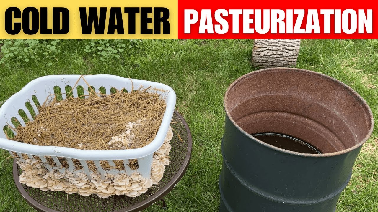 How to Grow Mushrooms out of a Laundry Basket - Cold Water Pasteurization Method