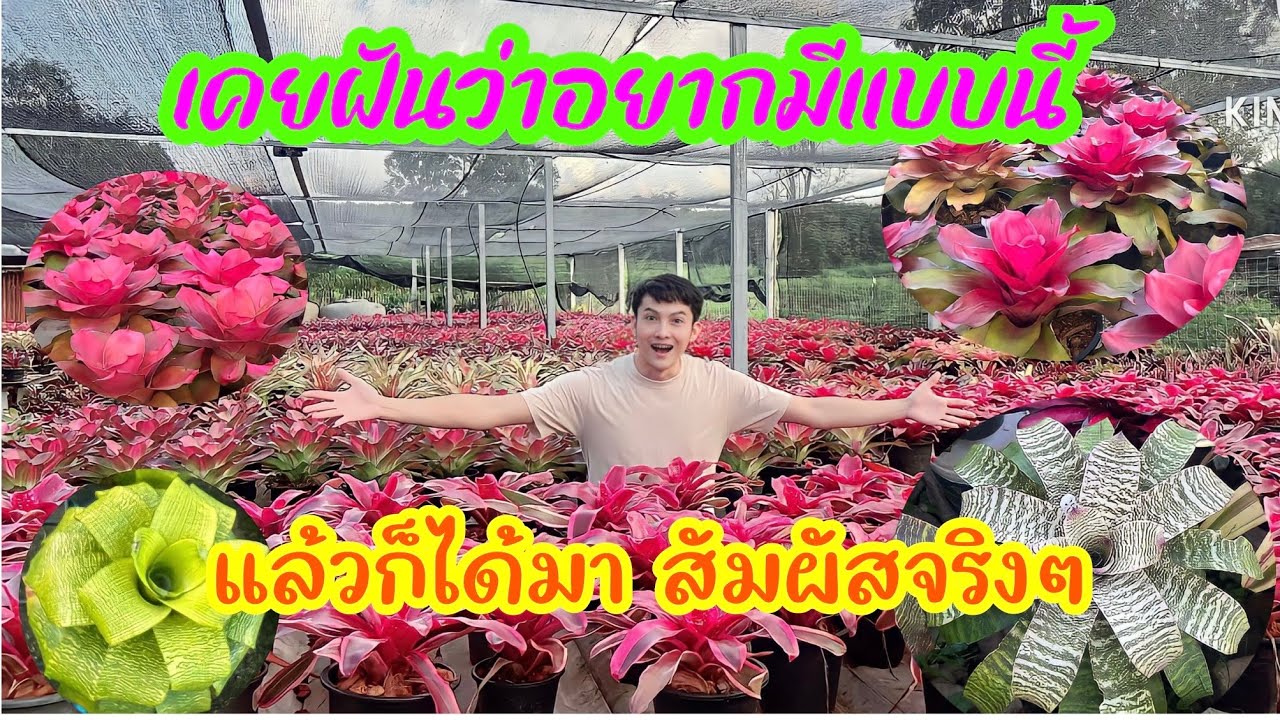 ดูความสวยงาม สวนสับปะรดสี