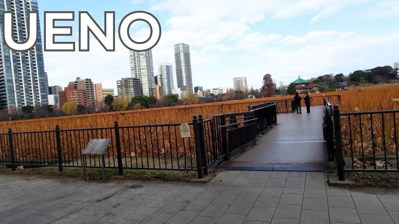 Tokyo Ueno Park Morning Walk | No Music, Ambient Sounds