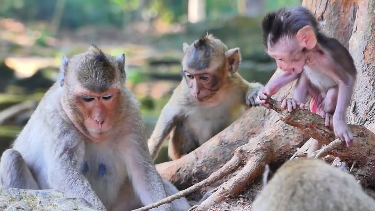 Saxon monkey lead her baby to find some insect for feeding