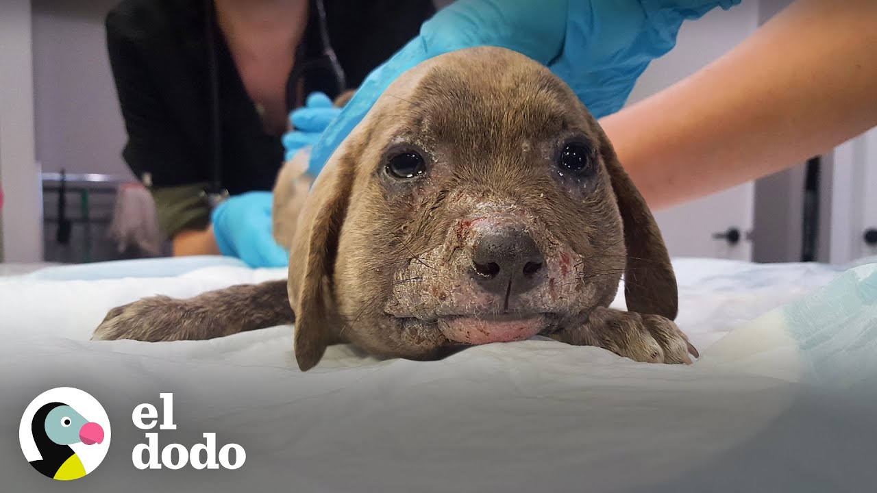 Cachorrita es abandonada con la cara muy hinchada | El Dodo