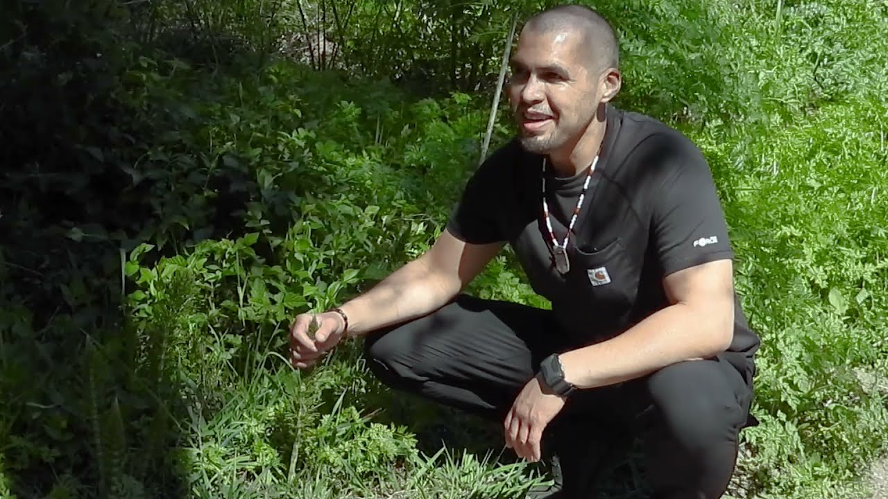 Native To Right Here: the plants, animals, and people of Tuushtak