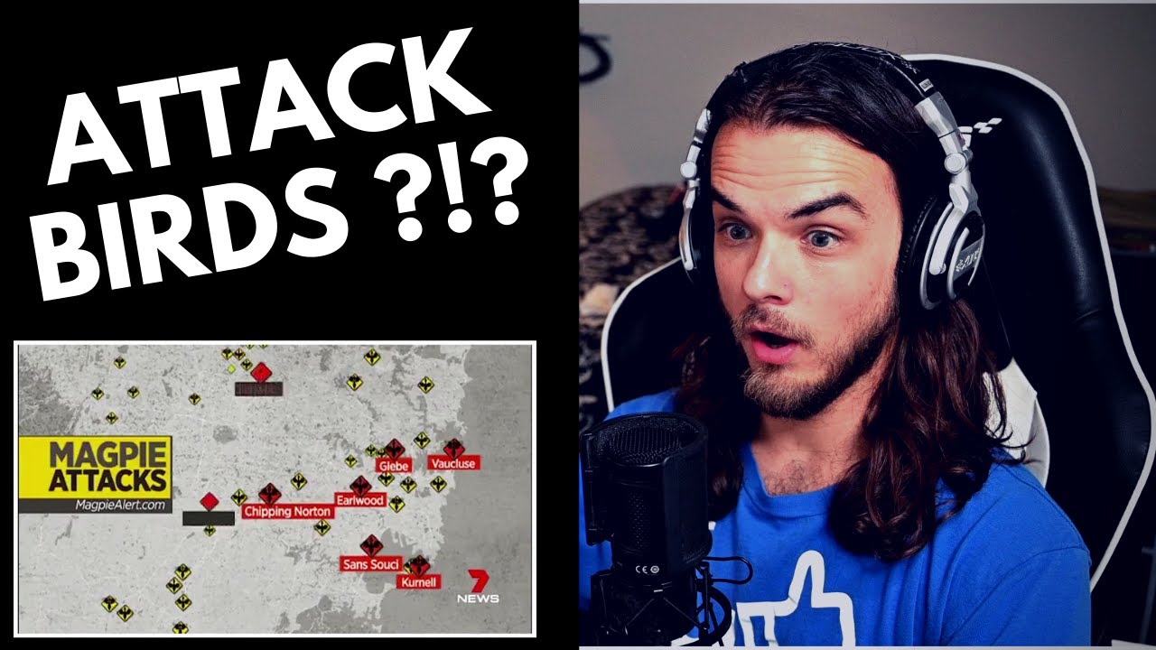 Average AMERICAN REACTS To 'Ozzy Man: MAGPIES'