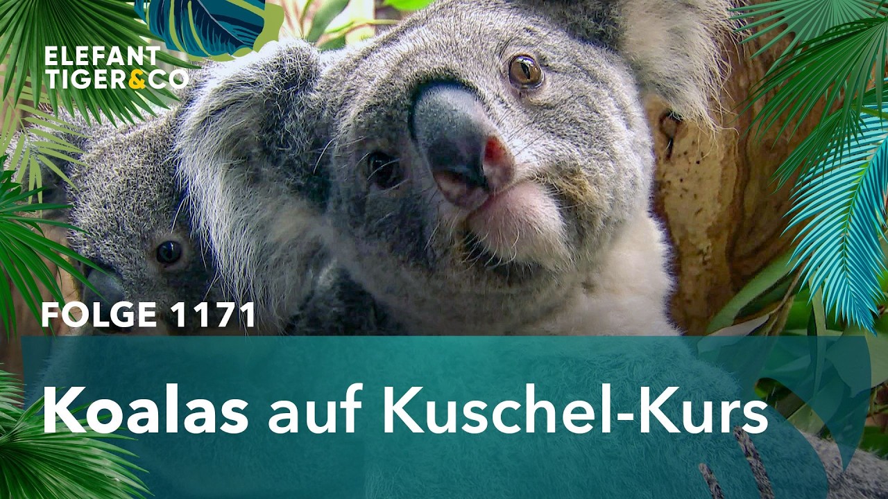 Kuschel-Alarm bei den Koalas (Folge 1171) | Elefant, Tiger & Co. | MDR