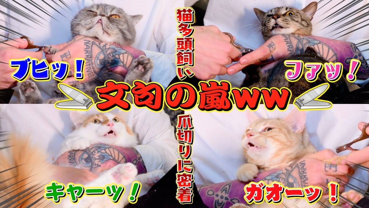 【おしゃべり猫】爪切り嫌いな猫たちの大合唱が可愛すぎるww