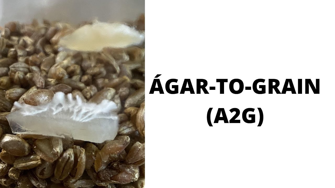 INOCULAÇÃO de grãos via ÁGAR: AGAR-TO-GRAIN (A2G)
