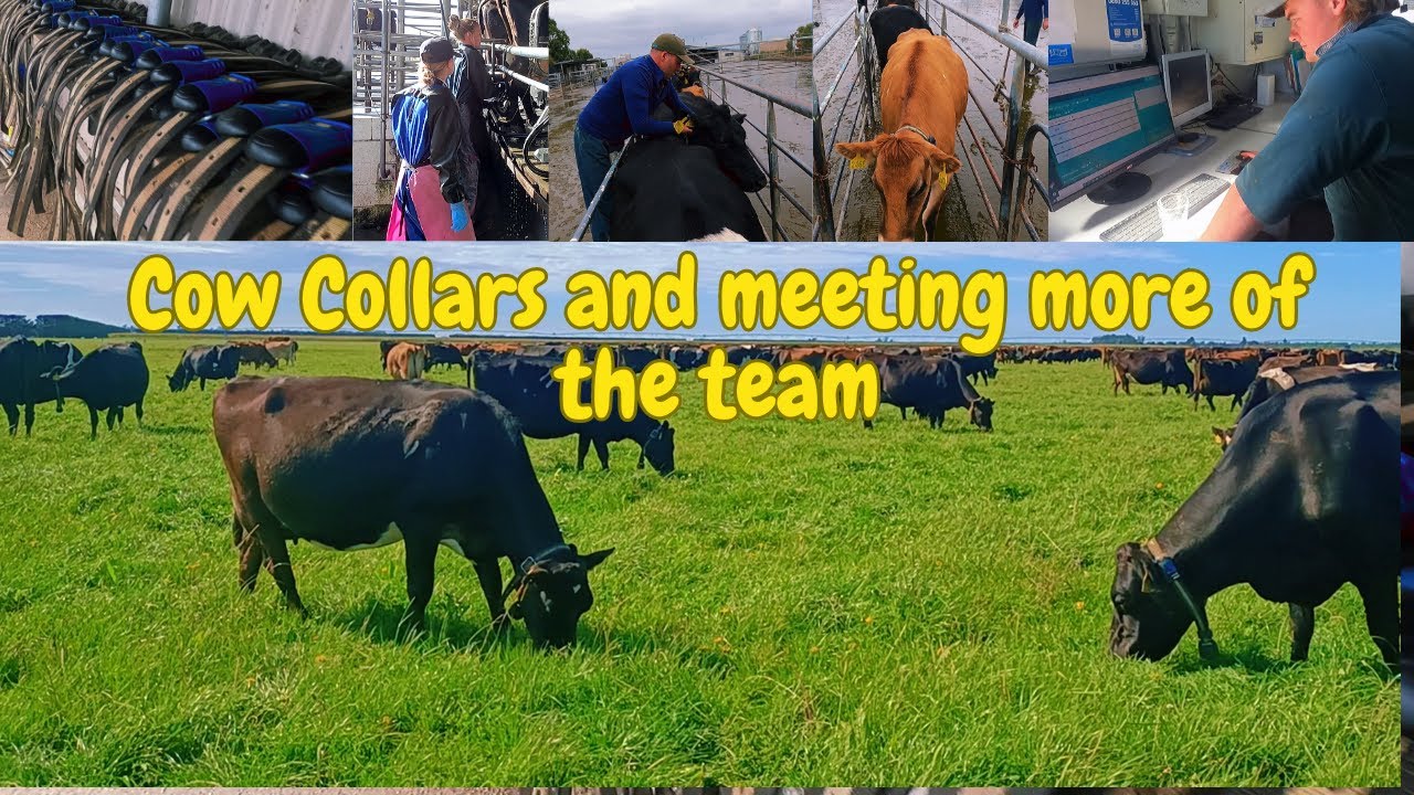 Cow collars and meeting more of our team