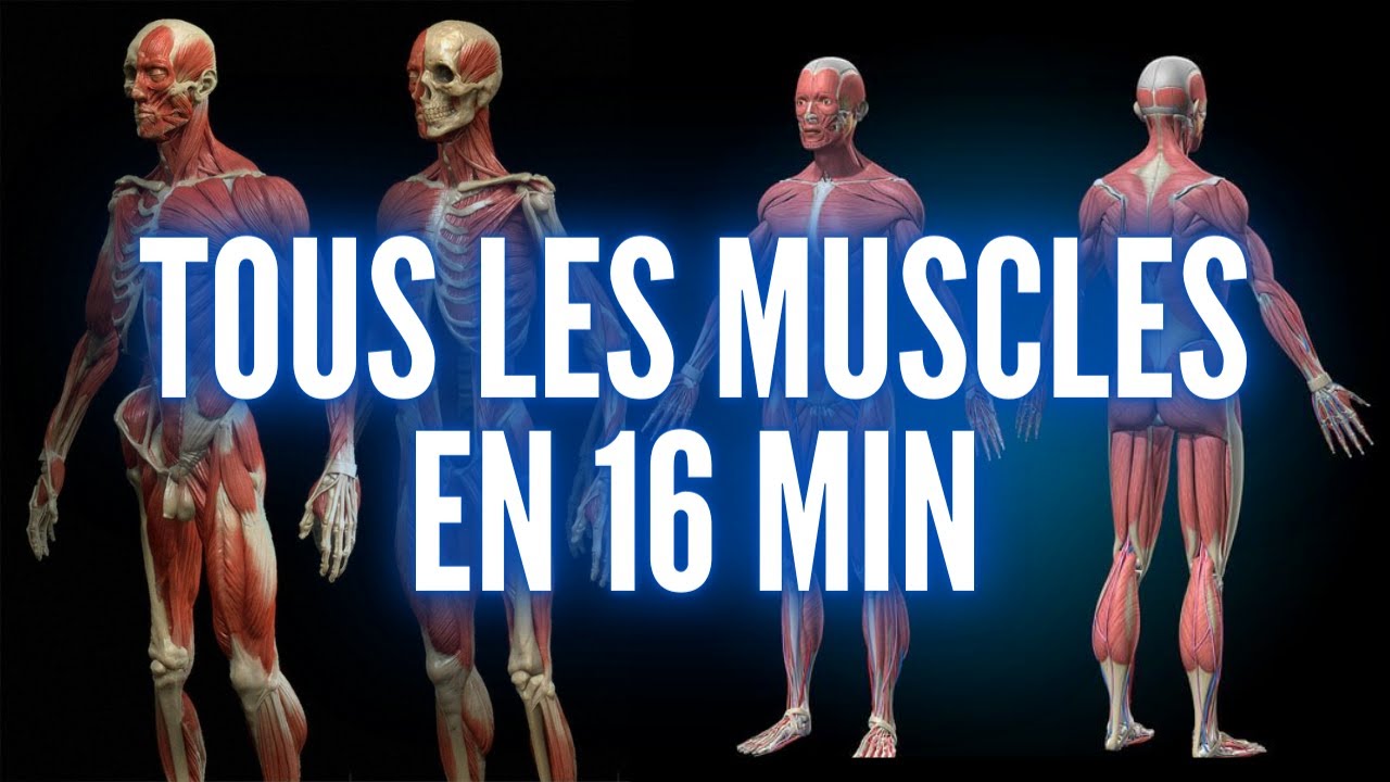 TOUS LES MUSCLES DU CORPS HUMAIN EN 16 MIN
