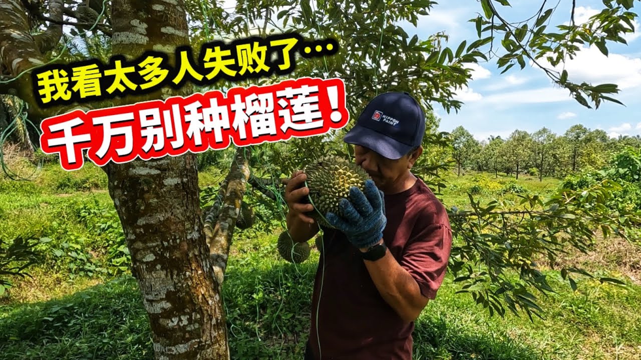 2025不是每个人都适合种榴莲! 尤其是这种人! 种榴莲前请冷静想清楚!｜榴莲聊一聊Vlog512