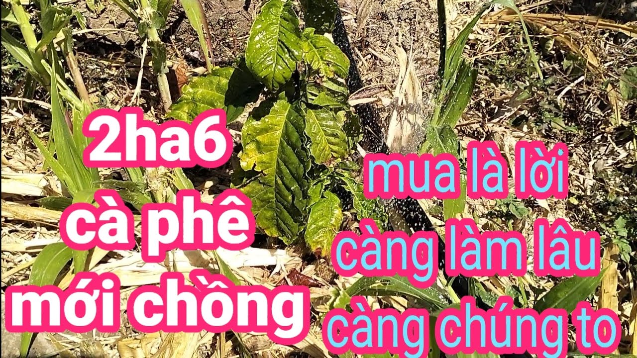 2,ha6,5 cà phê mới chồng, điện nước đầy đủ, thuận tiện, gần trường chợ, giá rẻ hơn đất trắng