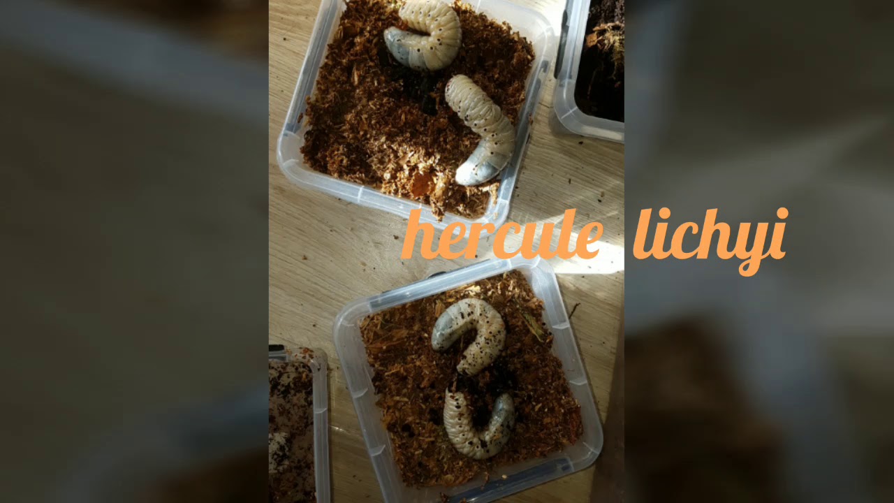 Mes espèces : MANTES ARAIGNÉES RÉDUVES et ESCARGOTS