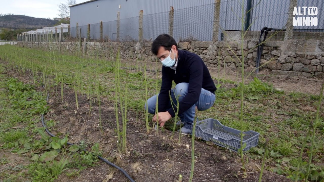 Jovem cultiva em modo biológico e produz espargos, mirtilos e cogumelos em Monção | Altominho TV