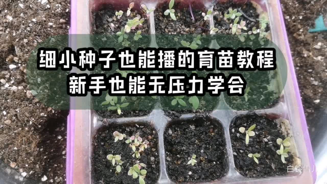 用了十多年播种方法分享，轻松学会超好用的细小种子播种法，新手也能播种不求人