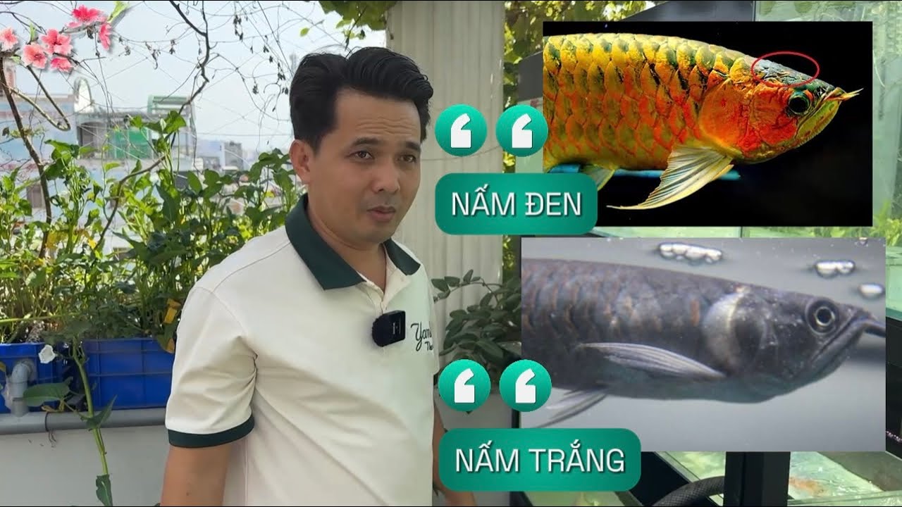 Những lý do khiến bé C.Á RỒNG thân yêu bị TỤT NHỚT và cách trị ở từng lý do