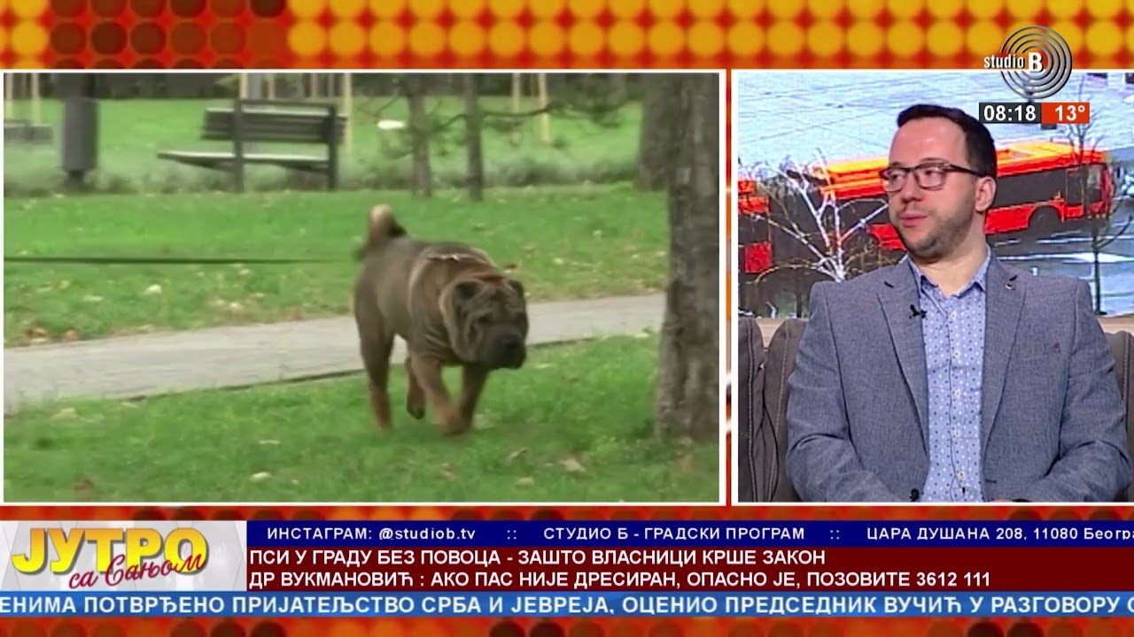Obaveza vlasnika pasa je da ih vode na povocu, Šta da radite ako je pas pušten i agresivan?