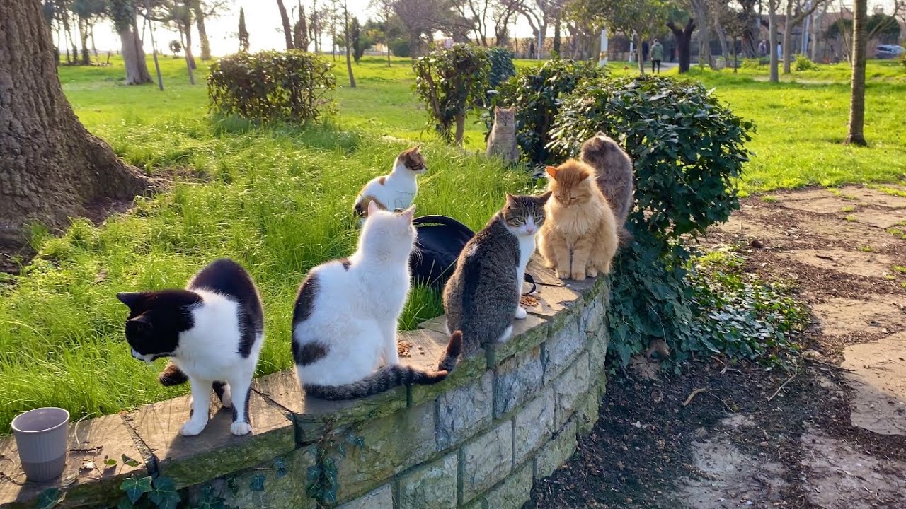 The cats living in the park are incredibly beautiful. I fed them.
