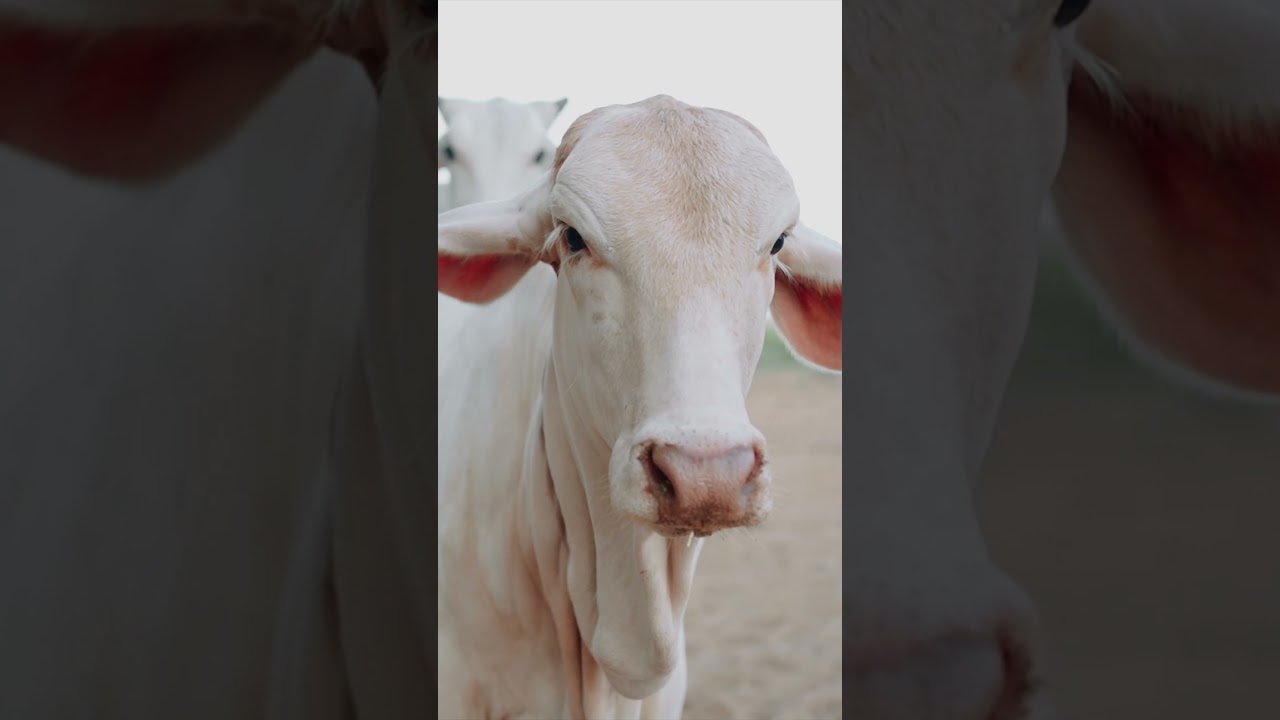 Introducing Originally Desi A2 Cow Ghee #a2cowghee #a2ghee #a2desighee #desicowghee #ghee #pureghee