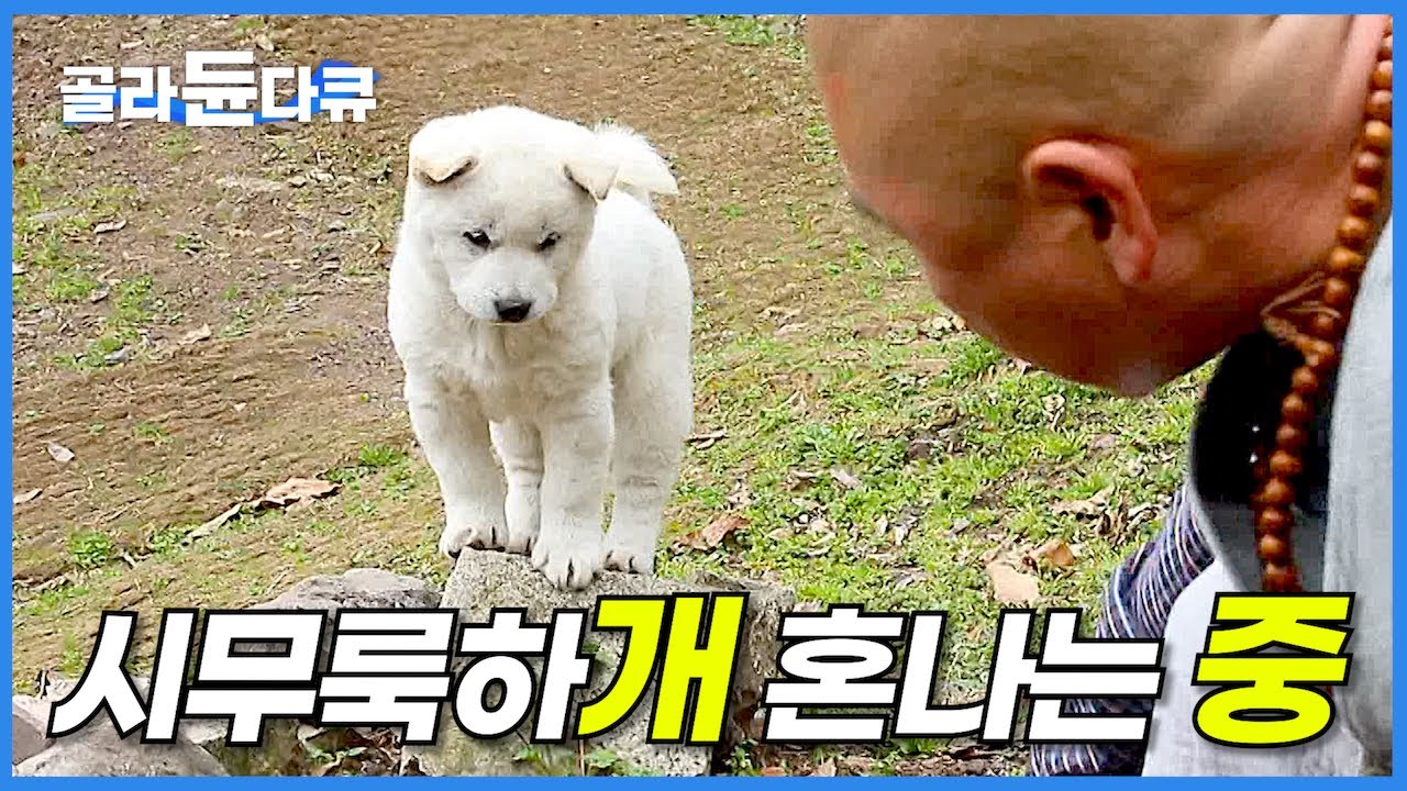 하루 종일 스님 졸졸 쫓아다니며 사고 치는 귀여운 시골 강아지 삼총사│여기는 동물법당│시무룩하개 혼나는 중│한국기행│#골라듄다큐