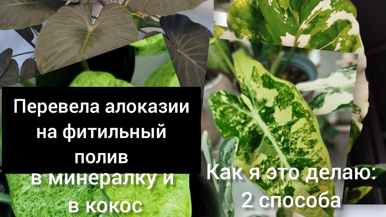 КАК Я ПЕРЕВОДИЛА АЛОКАЗИИ НА ФИТИЛЬНЫЙ ПОЛИВ. МОИ СПОСОБЫ И РЕЗУЛЬТАТ