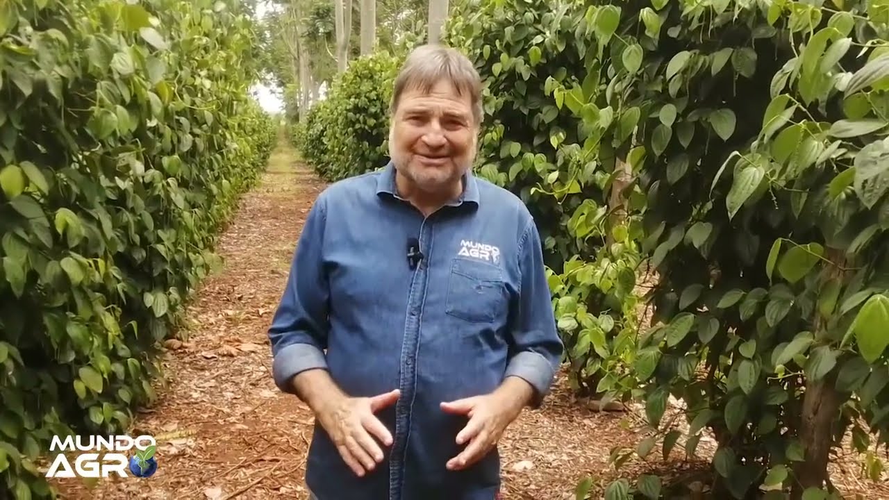 Pimenta do Reino Tocantins produz!