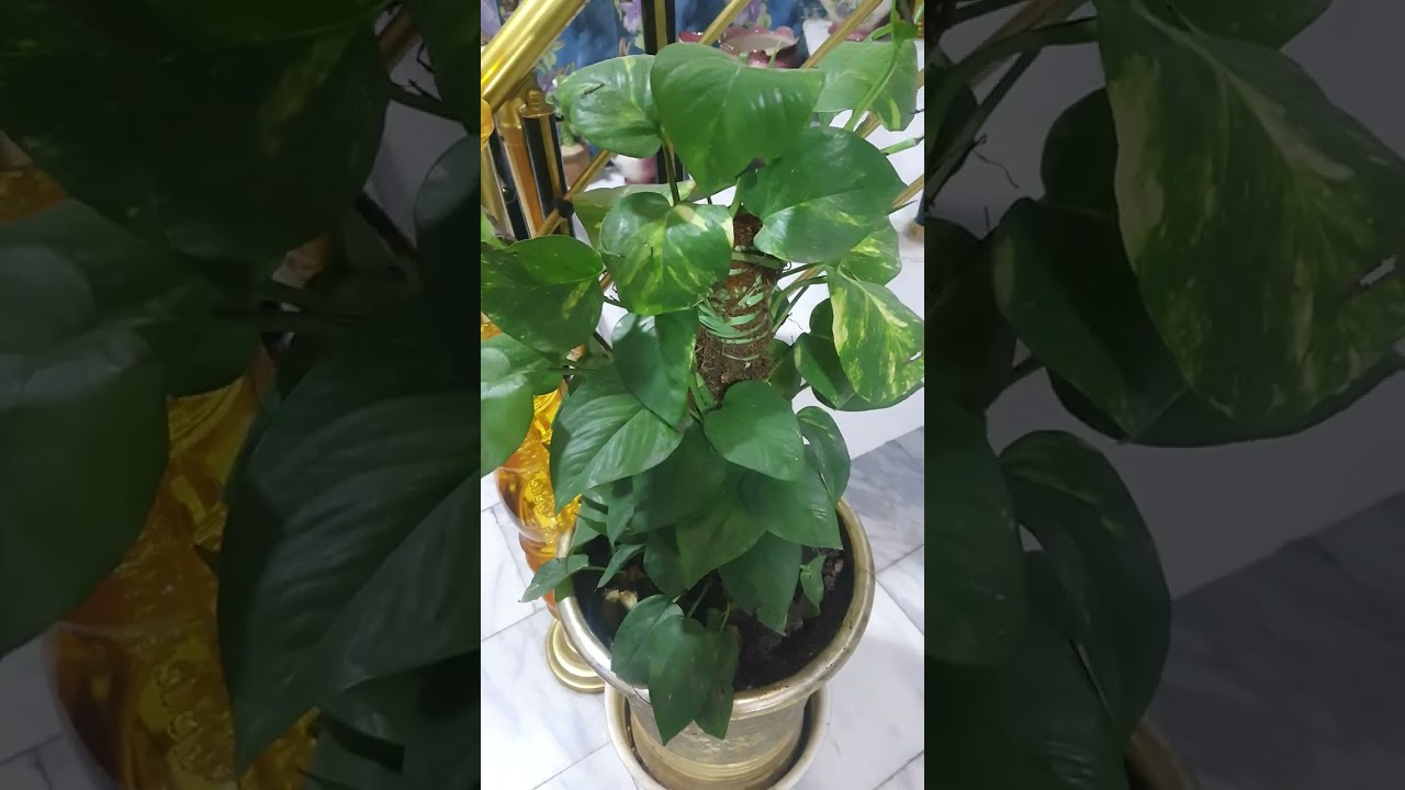 النبتات المحلية اللطيفة هي الاختيار الصح لانها سهلة العناية ⚘️جنتي حديقتي⚘️