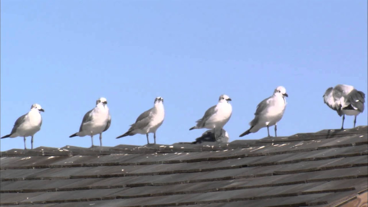 Seagulls on roof