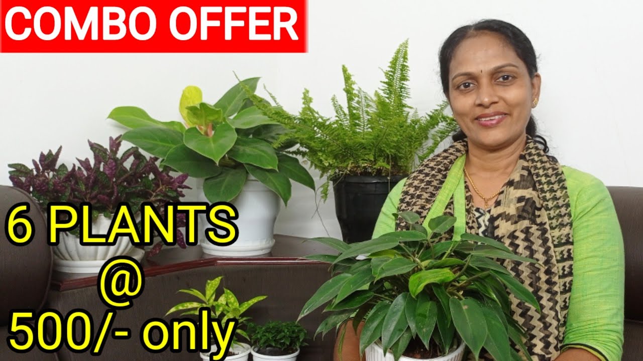 COMBO OFFER/WHOLE SALE PRICE/PHILODENDRON MOONSHINE/TEMPTATION/ 6 PLANTS CHEAP RATE