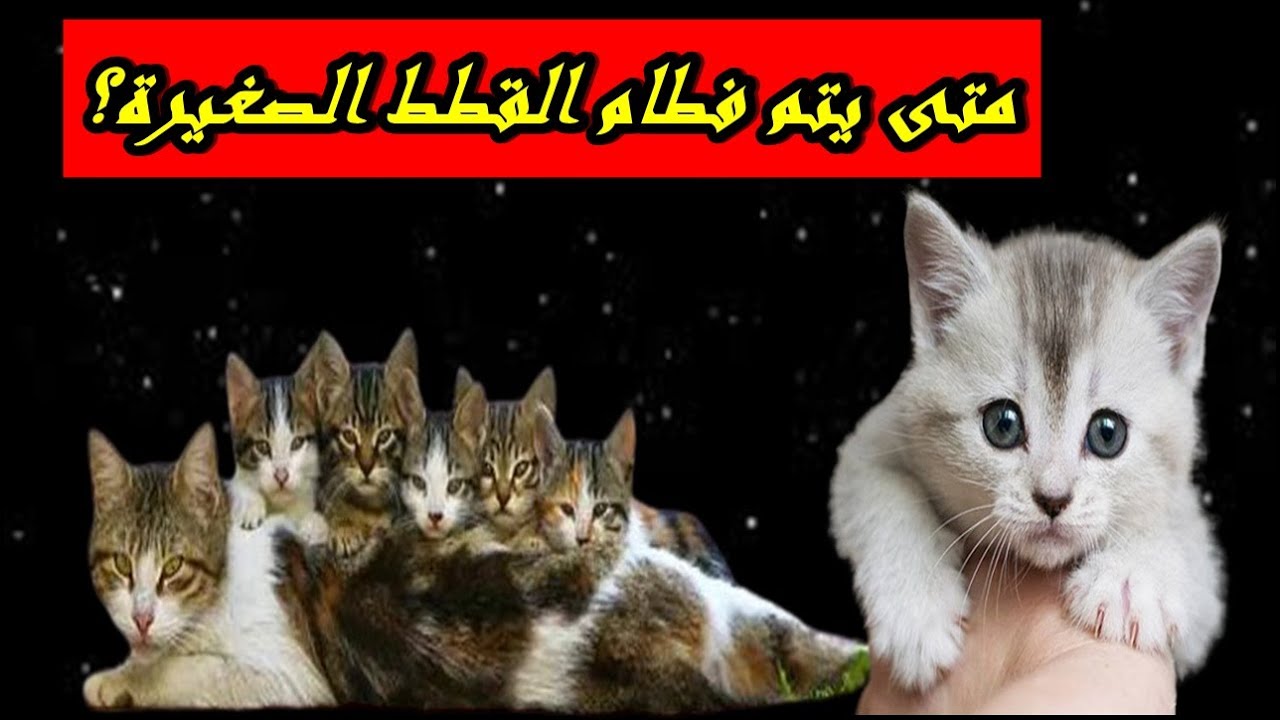 متى يتم الفطام للقطط الصغيرة ؟|والعمر المناسب لتربية القطط الصغيرة وفصلها عن أمها!