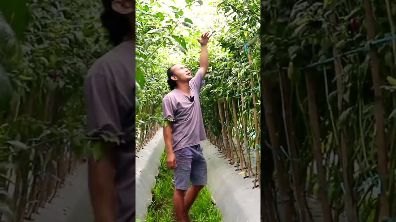 sidak cabe Mbah wito petani cabe kaliber yang viral