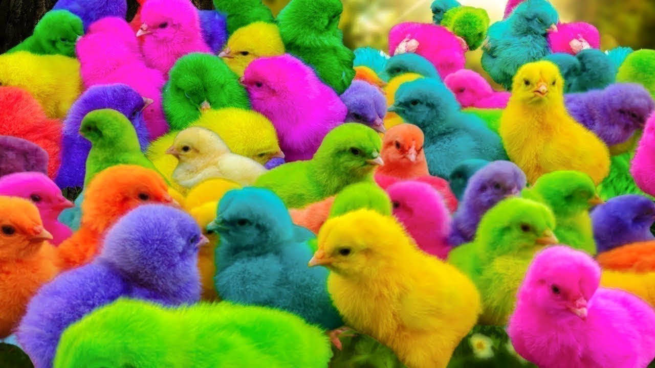 🐤🐓🐔Catch Cute Chickens, Colorful Chickens, Rainbow Chicken🐥🐰🤣 | Ayam Lucu, Bebek ,Kelinci Imut!