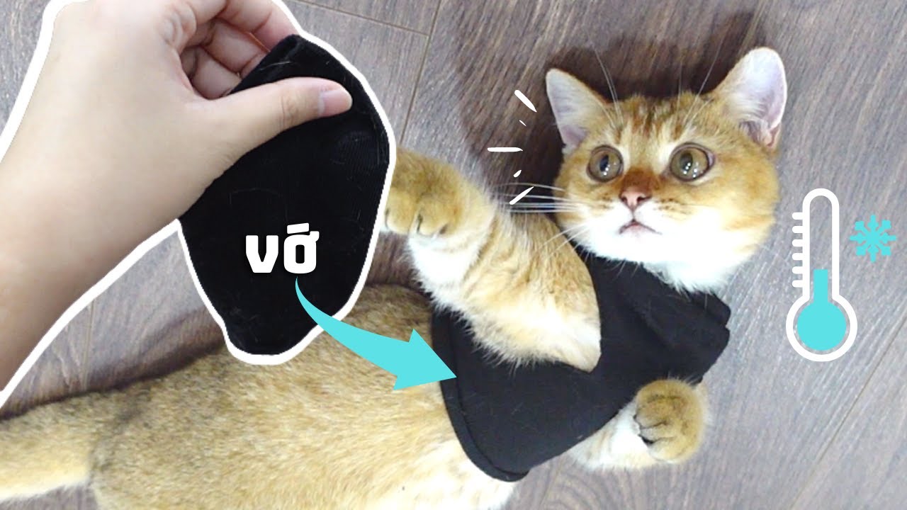 Cách Làm Áo Cho Mèo BẰNG TẤT 🐱✅ | Không Khâu Vá