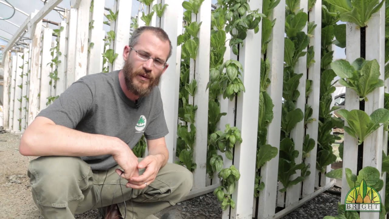 What are the Best Plants for Aquaponics?