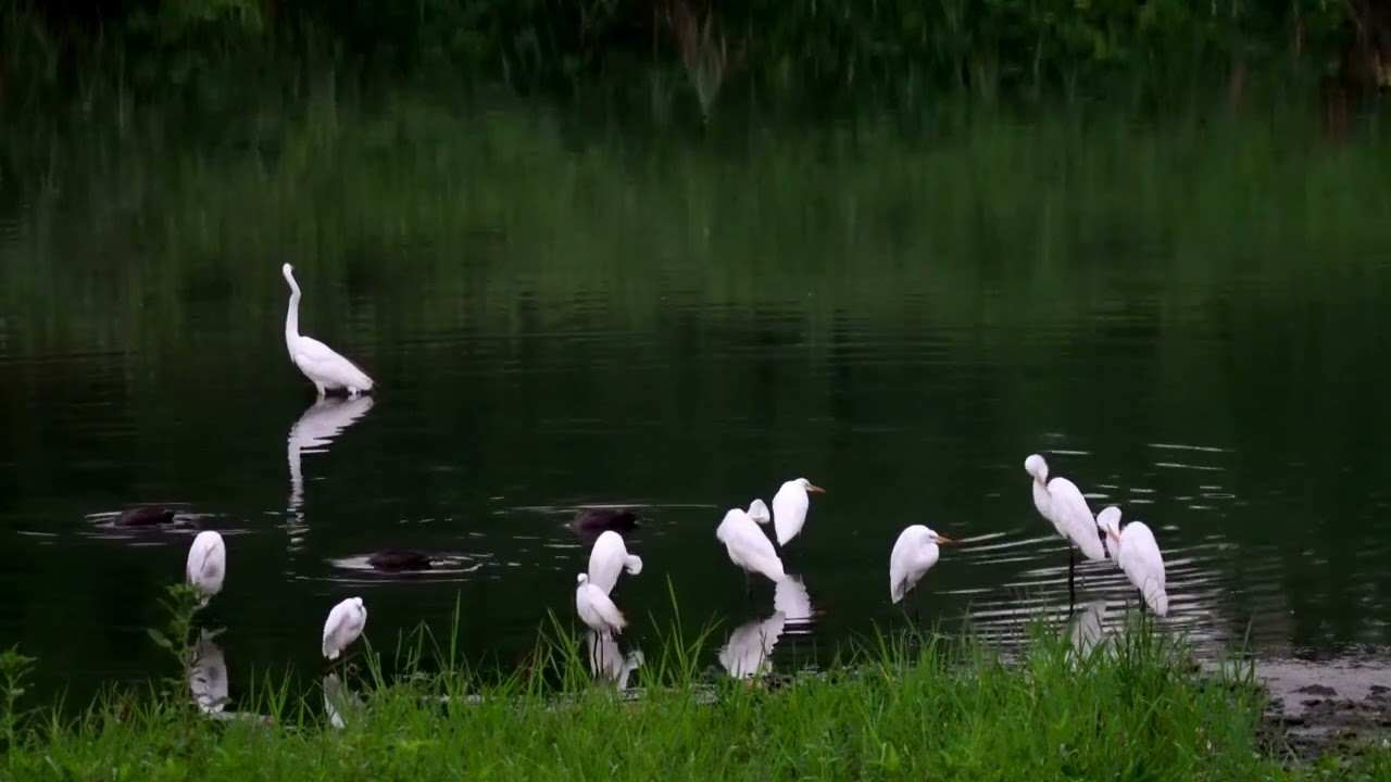 🎶 DISFRUTA DE LAS GARZAS &ndash;FAUNA NATURAL VIDEO Music ● ● 🎧