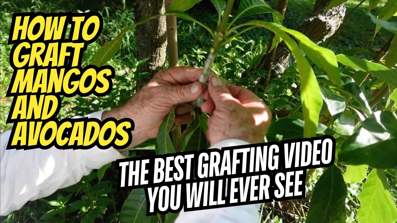 How To Graft Mangos and Avocados