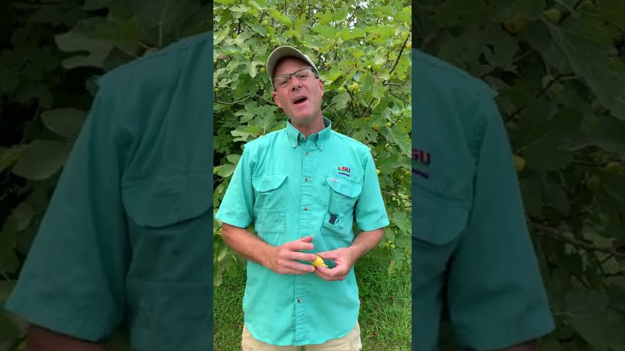 LSU Fig Varieties