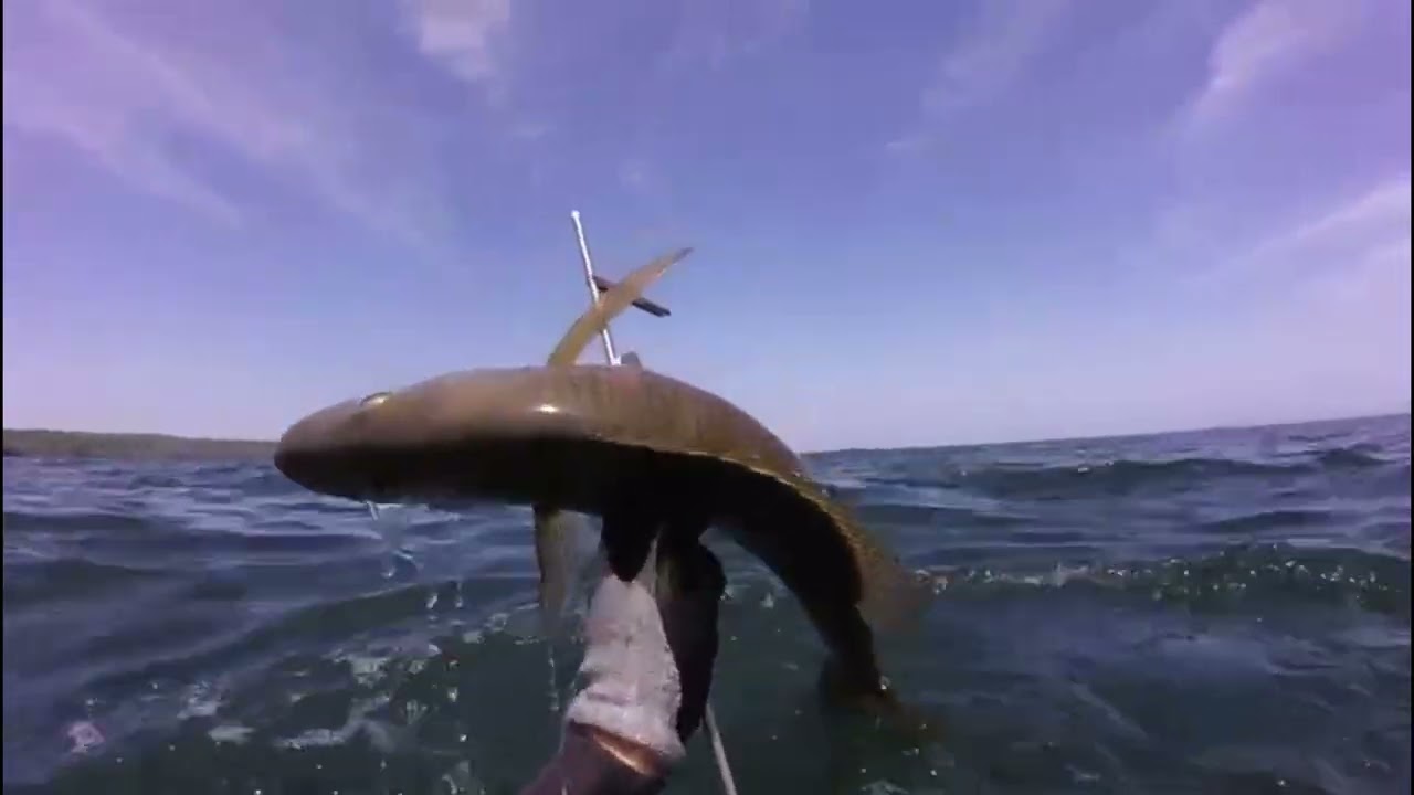 Caza Submarina Panama Las Perlas