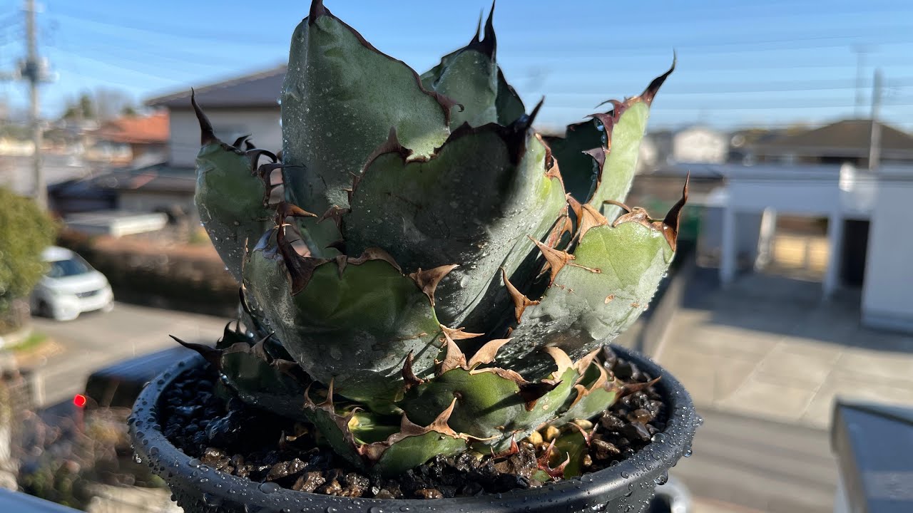 アガベ　ブラックアンドブルー　植え替え