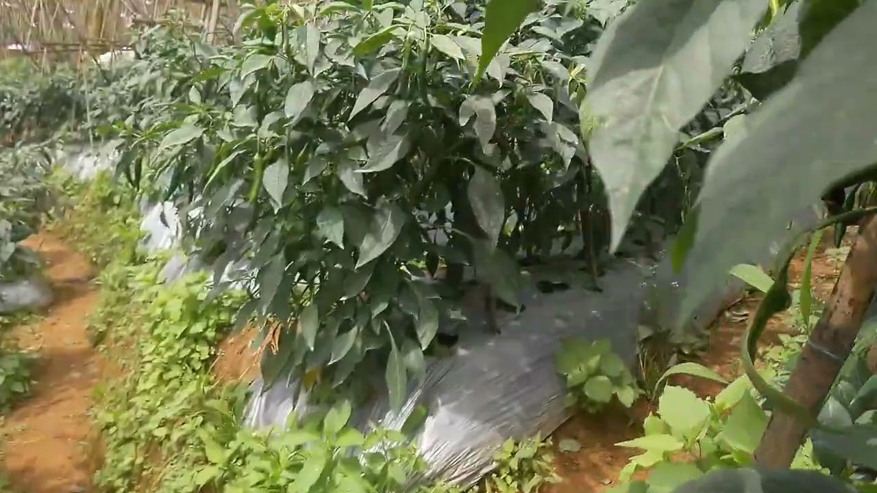 Panen cabe hujo