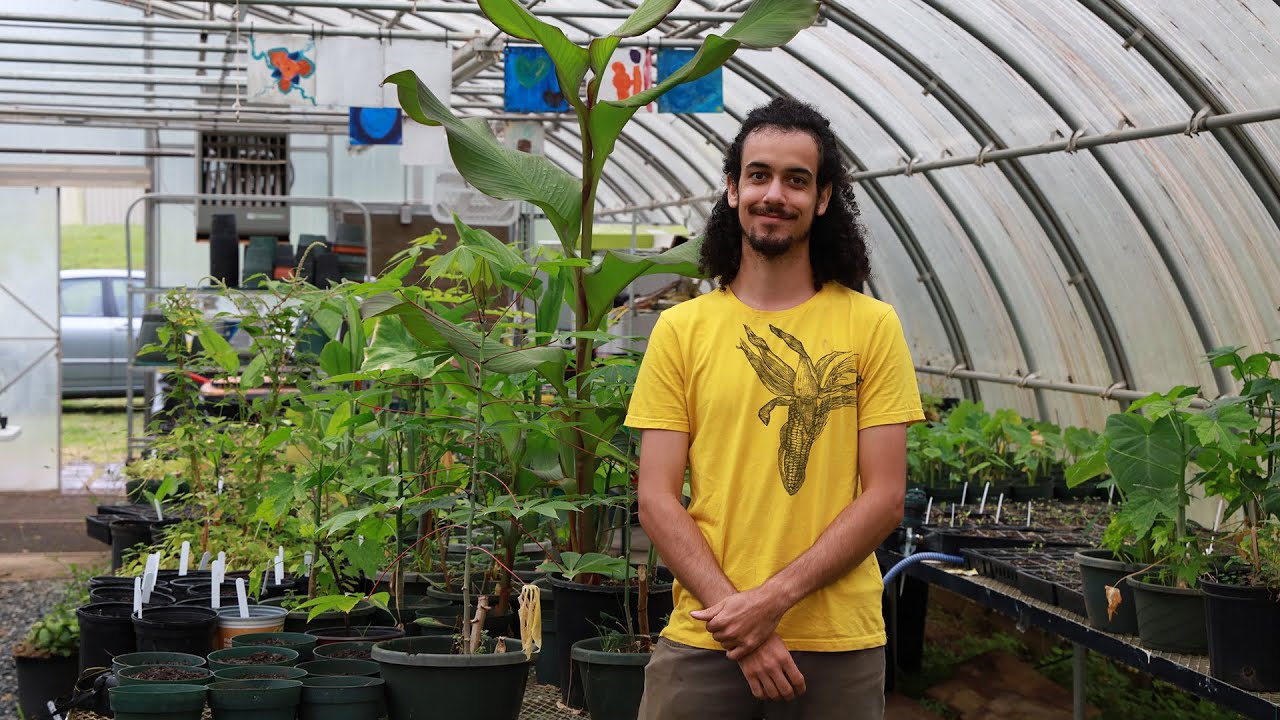 Introducing Canna edulis aka Achira with Brandon Ruiz (a Utopian Seed Project Meet-the-Plant series)