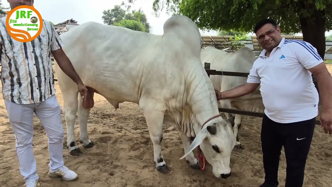 👍महादेव 1 और महादेव 2 की तैयारी. 👍 आयु 2.6 साल पिता राजा माँ तख्ती 👍