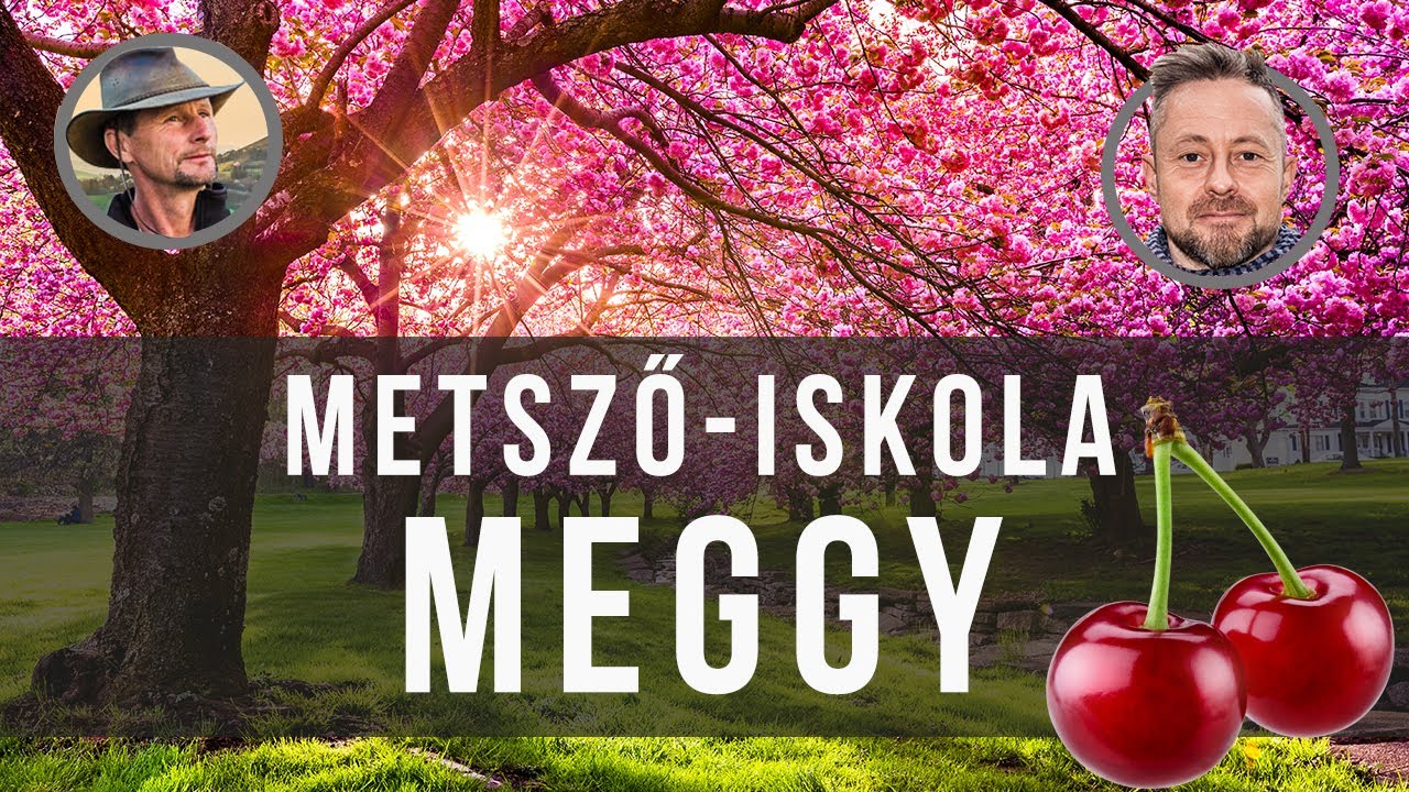 Meggyfa metszése Kosztka Ernővel - kert TV metsző-iskola