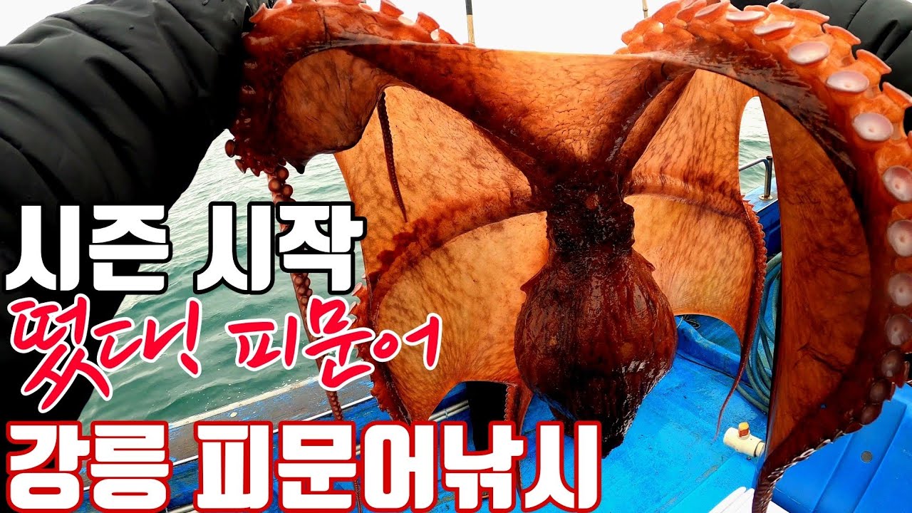 [피문어낚시] 