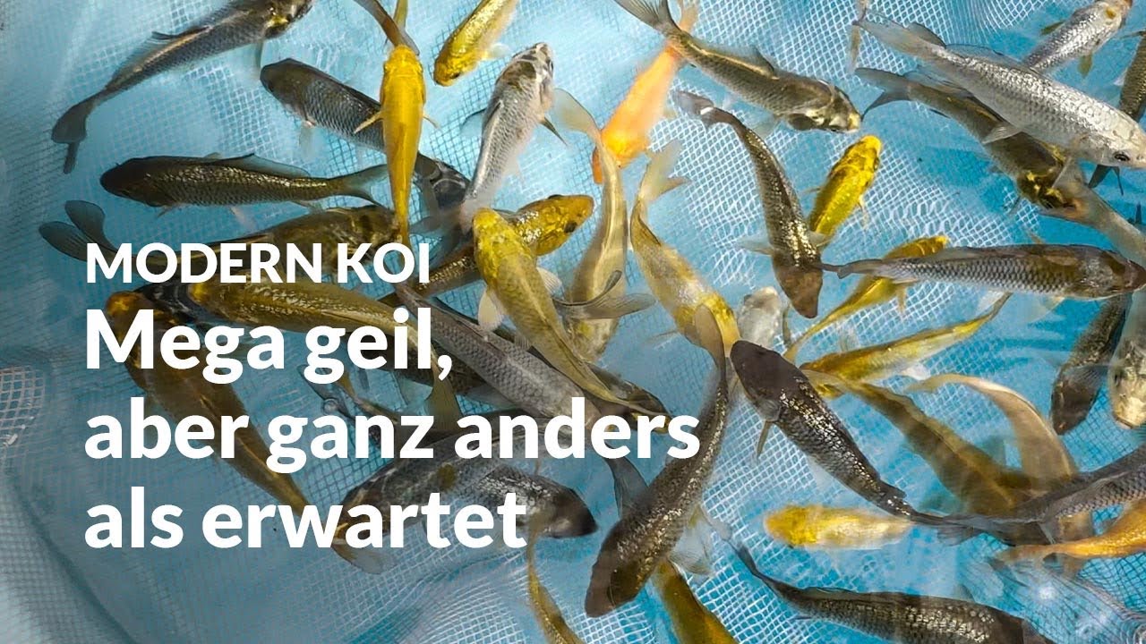 Erste Selektion unserer neuen Ochiba Aragoke Zucht  | Modern Koi Blog #6945