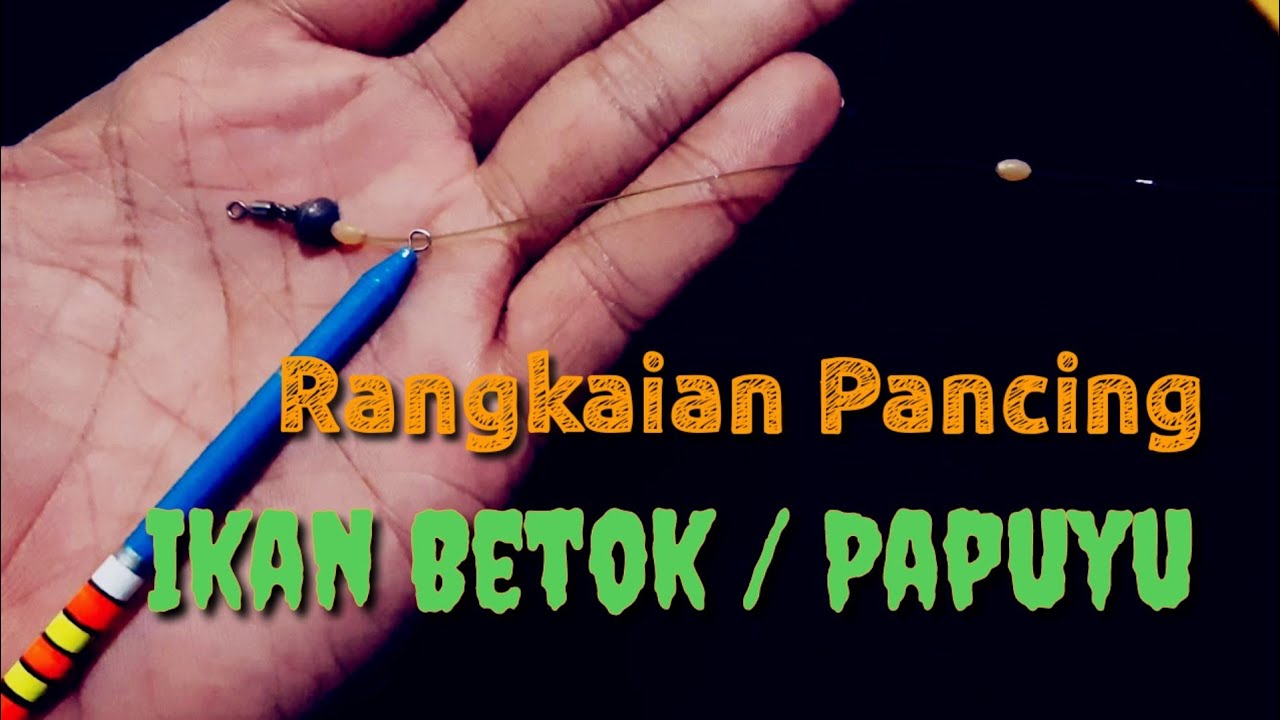 rangkaian pancing ikan betok terbaik dan anti mocel