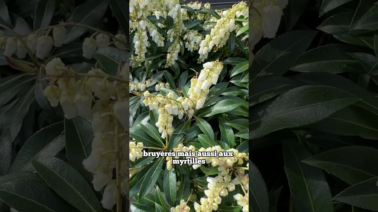 Pieris