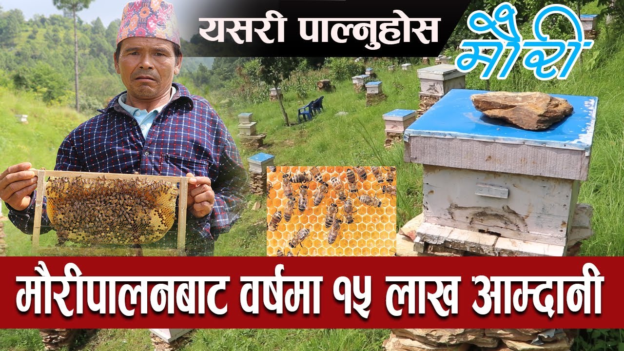 मौरीपालन ब्यवसायबाट लाखौको आम्दानी गर्दै सल्यान फलाबाङका जित बहादुर बुढा - Mauri Palan Salyan