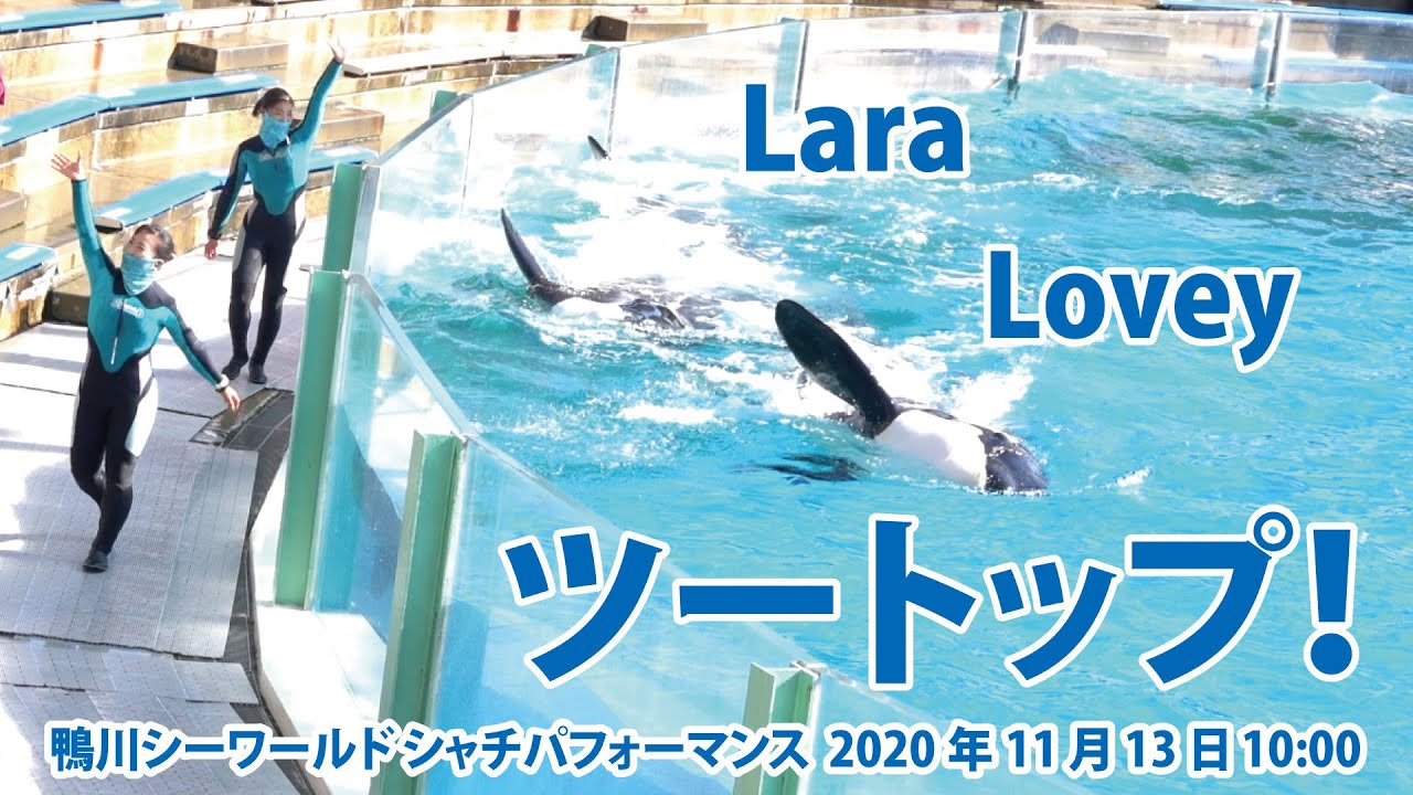 ラビーちゃん　ララちゃん　ツートップ！【2020年11月13日10:00　鴨川シーワールド　シャチパフォーマンス】Orca performance, Kamogawa Sea World, J