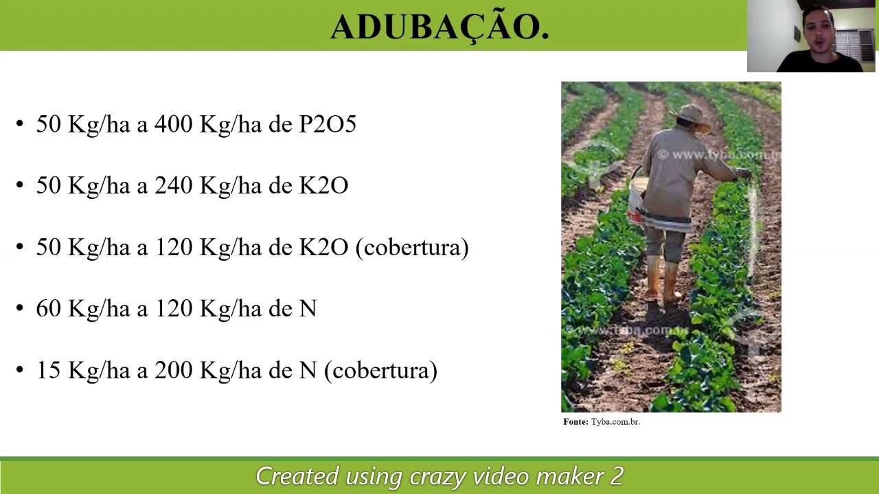 Cultura do brócolis - OLERICULTURA 1 - Curso de Agronomia